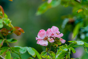 The rose in the garden