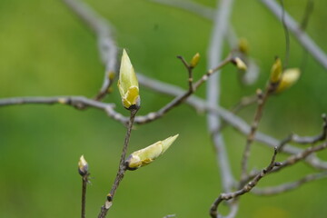 Bud, flower of Carya ovata, the shagbark hickory, Juglandaceae family. Hanover, Germany.
