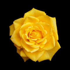 Yellow fully opened rose flower