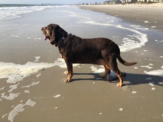 Profile of Bloodhound standing at Edge of Surf on the Beach - obrazy, fototapety, plakaty