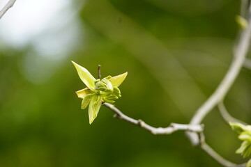 Bud, flower of Carya ovata, the shagbark hickory, Juglandaceae family. Hanover, Germany.