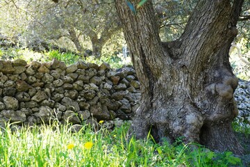 Fototapeta premium Fence made of stones, old olive garden.