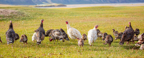 Turkeys walk on the grass in a green meadow in a pasture. Animal husbandry and agriculture in the...