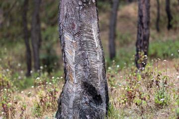 pine tree trunk in the forest