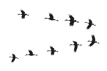 Set of silhouettes of birds flock with V formation on white. Vector illustration