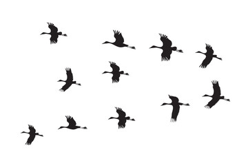 Flock of flying birds silhouettes isolated on white background. Vector illustration