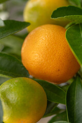 ripe tangerines hanging on branches