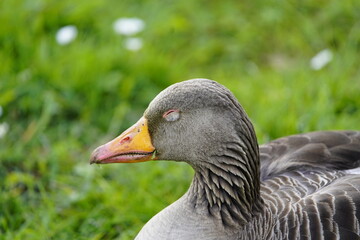 Sleeping gray goose (Anser anser) Anatidae family. Location: Hanover District, Germany
