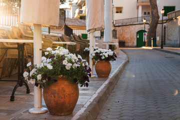 White petunia flowers in pot on empty street in Cala Figuera, Mallorca. Traditional flower decoration in touristic places of Spain