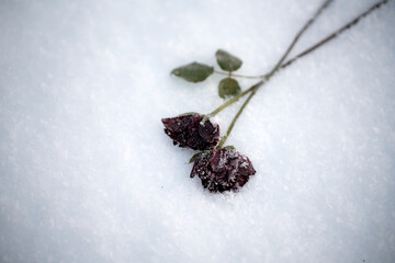 Red roses frozen in the snow. To illustrate something that hurts, someone who is gone lost etc. - 790704815