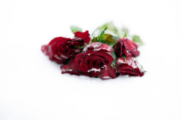 Red roses frozen in the snow. To illustrate something that hurts, someone who is gone lost etc. - 790704827