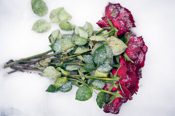 Red roses frozen in the snow. To illustrate something that hurts, someone who is gone lost etc. - 790704837