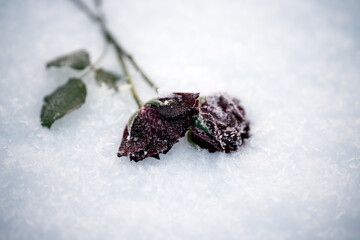 Red roses frozen in the snow. To illustrate something that hurts, someone who is gone lost etc. - 790704841