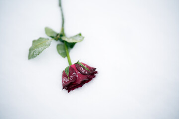 Red roses frozen in the snow. To illustrate something that hurts, someone who is gone lost etc. - 790704844