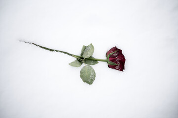Red roses frozen in the snow. To illustrate something that hurts, someone who is gone lost etc. - 790704850