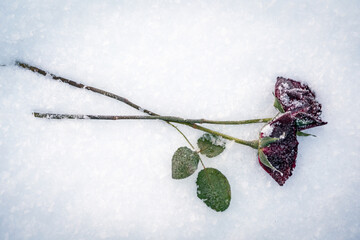 Red roses frozen in the snow. To illustrate something that hurts, someone who is gone lost etc.