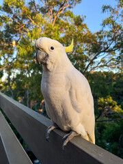 White Cockatoo. Parrot. Australia.	