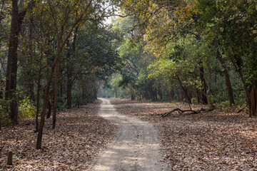 path in the woods