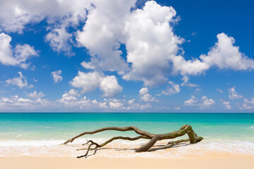 Fototapeta na wymiar Sandy beach with dead trees on the sand