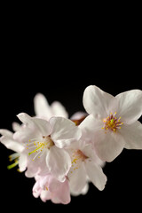 Fototapeta na wymiar 黒バックに浮かび上がる桜の花