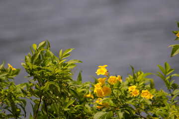 Yellow flowers and green leaves of Creeping Daisy. Ornamental plant, ground cover, and herb. Nature background