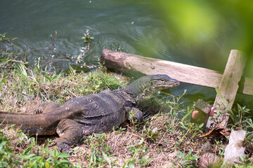 Monitor lizards in Green Lake in West Jakarta. Wild Animal