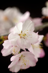 黒バックに浮かび上がる桜の花