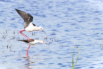 Obraz premium Cigüeñuelas comunes (Himantopus himantopus) apareándose en el agua 