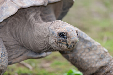 Close up of an Aldabra giant tortoise (aldabrachelys gigantea)
