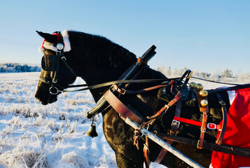 Christmas dressed horse in winter setting