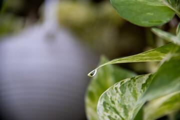 A beautiful water drop on a green leaf. Spring has a natural background. Blurred background 