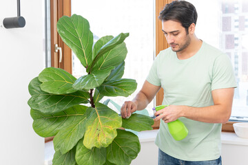 A young man takes care of his favourite plant Fiddle-leaf fig	