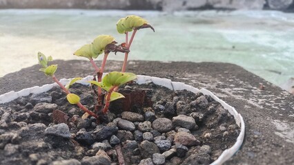 Young plant growing in a pot 