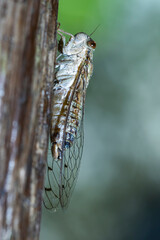 A cicada on the tree