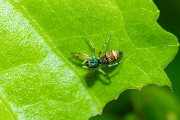 A jumper spider on green leaf