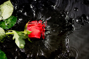 single red rose splashes into water. - 790711224