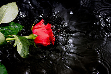 single red rose splashes into water. - 790711244