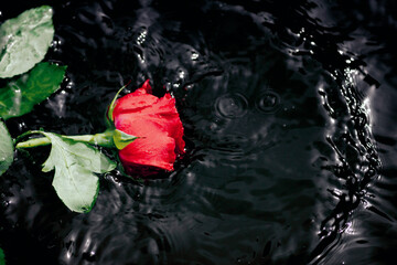 single red rose splashes into water. - 790711257