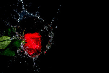 single red rose splashes into water. - 790711262