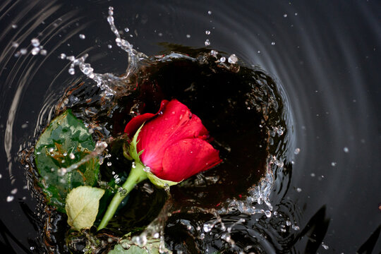 single red rose splashes into water.