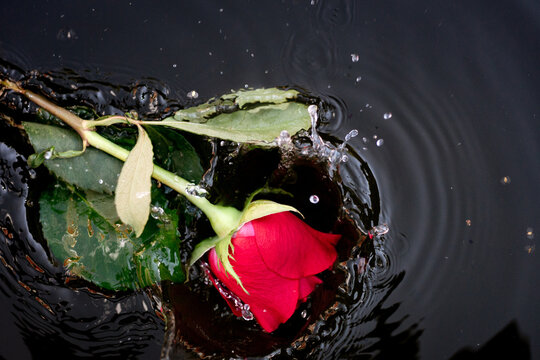 single red rose splashes into water.