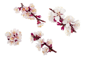 Apricot flowers isolated on a white background, top view