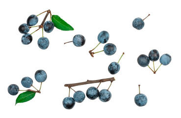 Blackthorn fruits isolated on a white background, top view