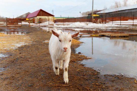 Young baby goat is seen standing next to a mature adult goat in a farm.