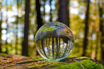 Fototapeta na wymiar Trees in the forest are reflected in a ball