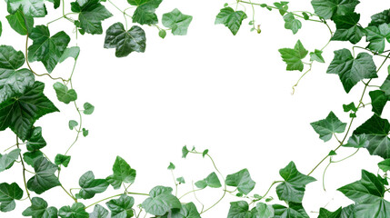 Obraz premium Leaves