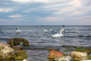 Fototapeta na wymiar Swans swim in the sea