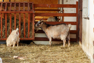 Goats on farm look peaceful and content in their enclosed environment. Selective focus