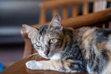 Stray cat sitting on wood table. Animal close up photo