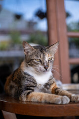 Naklejka na ściany i meble Stray cat sitting on wood table. Animal close up photo